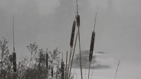 Cat-Tails in Snow 스톡 동영상 107142912
