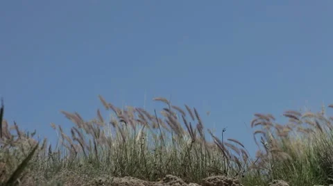 Cat Tails in the wind Stock Footage 12111946