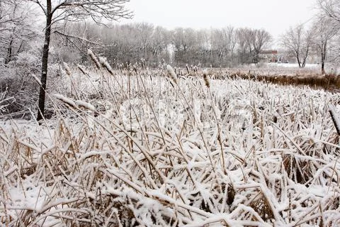 Cat-tails in the winter Stock Photos