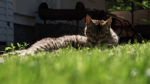 The cat takes care of itself Stock Footage 111749340