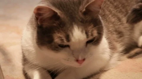 Cat takes a sleep position on the floor Stock Footage 96477102