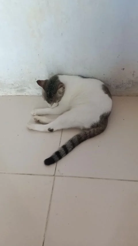 Cat is taking a bath Stock Footage 274694464