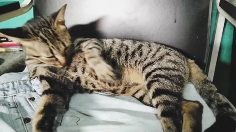 Cat taking a bath 動画素材 311054280