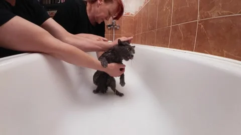 Cat taking bath in home bathroom as owners help with water procedures and g.. Stock Footage 328163086