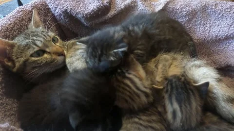 Cat taking care of kittens Vídeo Stock 240417645