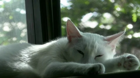 Cat Taking Nap Stock Footage 1434473