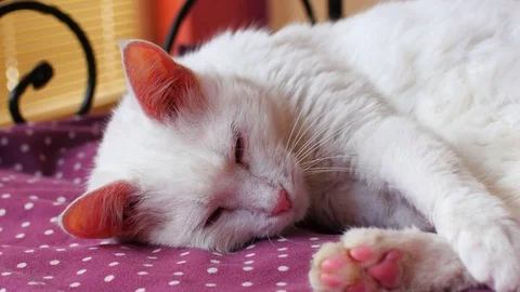 Cat Taking a Nap Stock Footage 71280923