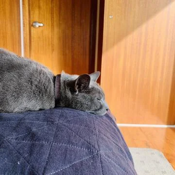 Cat Taking a Nap Stock Photos