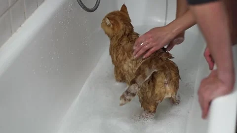 Cat taking a shower in the bathroom. Stock Footage 253513452