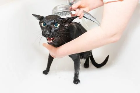 Cat taking shower Stock Photos