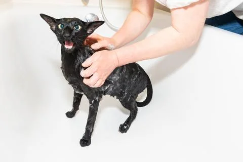 Cat taking shower Stock Photos