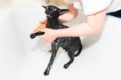 Cat taking shower Stock Photos