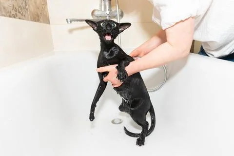 Cat taking shower Stock Photos
