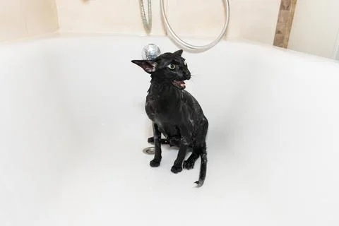 Cat taking shower Stock Photos