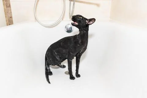 Cat taking shower Stock Photos