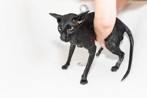 Cat taking shower Stock Photos