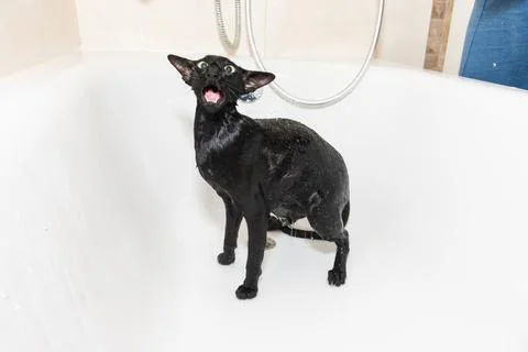 Cat taking shower Stock Photos