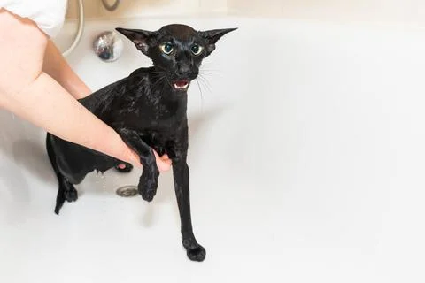 Cat taking shower Stock Photos
