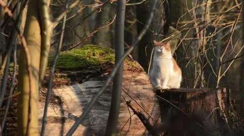 Cat taking a sunbath on a tree trunk Stock Footage 12677473