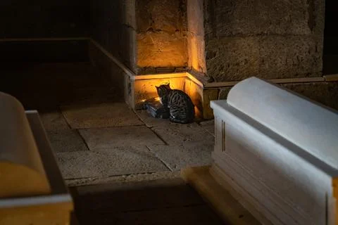 Cat taking warmth from the light Stock Photos