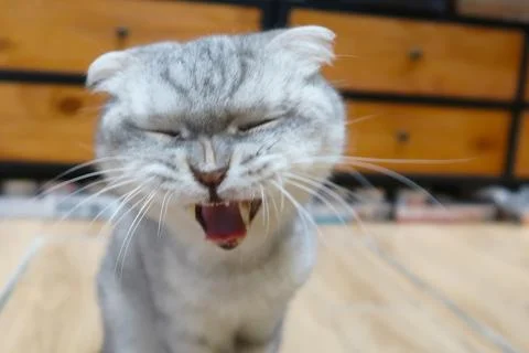 The cat is talking. The grey cat is sitting on the floor and says meow Stock Photos
