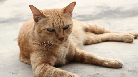 Cat talking with me. Stock Footage 96389722