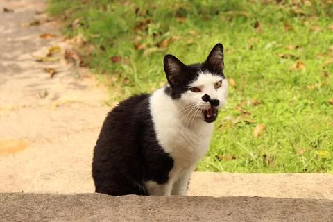 Cat talking Stock Photos