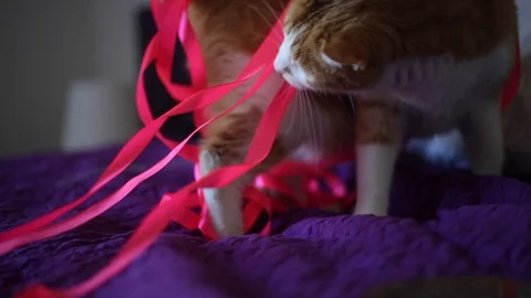 Cat tangled with pink rope red Stock Footage 128984818
