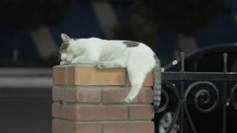 Cat, Tashkent Stock Footage 247830479