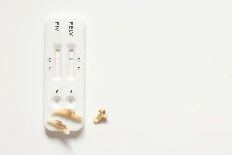 Cat teeth with plaque and express test for viral leukemia FELV and immunode.. Foto stock