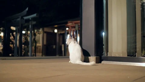 Cat in temple Stock Footage 121577027