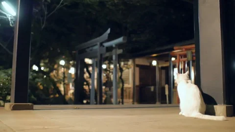 Cat in temple Video stock 121577210