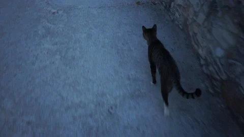 Cat in the temple Stock Footage 166580639