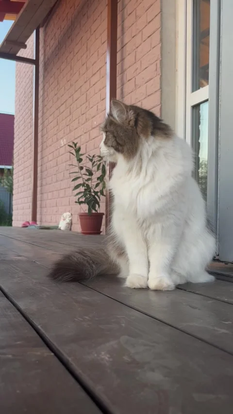 Cat on the terrace Stock Footage 296873528