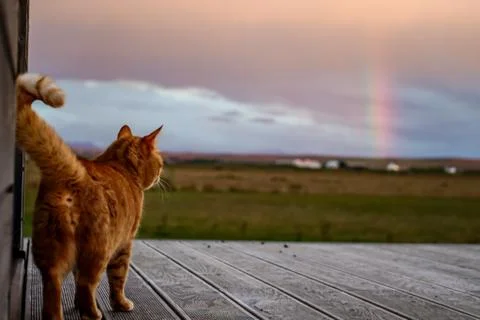 Cat on terrace looks after the rainbow on iceland Stock Photos