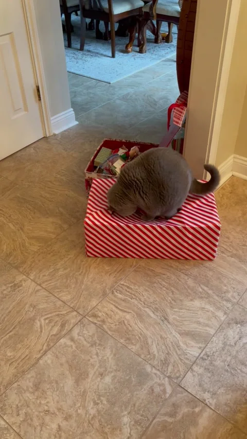Cat Tests Christmas Presents Structural Integrity, Lake Charles, Louisiana, USA  Video stock 295696342