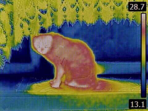 Cat Thermogram Stock Photos
