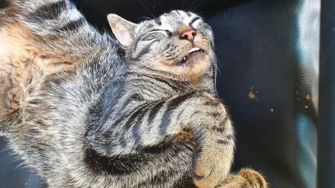 Cat with a thick, tabby coat on an office chair Stock Photos