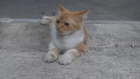 Cat Thinking about Something Stock Footage 283259094