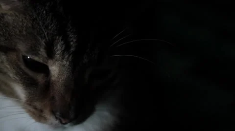 Cat Thinking Vídeo Stock 31917923