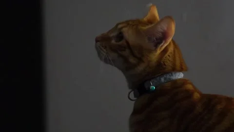 Cat thinking Stock Footage 169617982