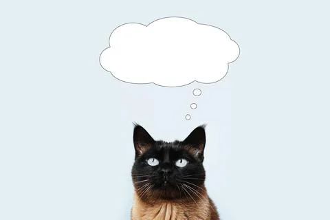 Cat thinking or dreaming of something in thought bubble with copy space Stock Photos