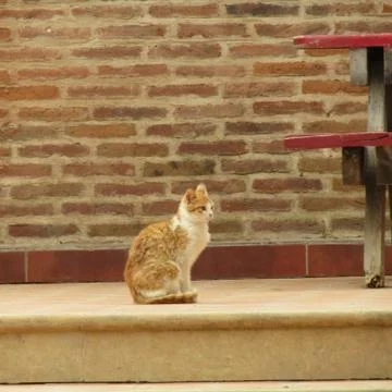 Cat thinking Stock Photos