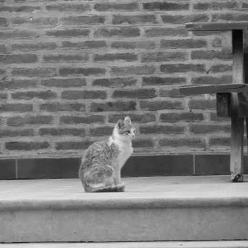 Cat thinking Stock Photos