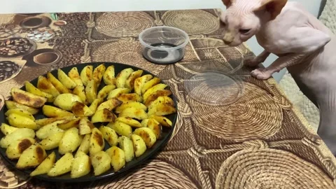 The cat thinks that human food probably  should be delicious. Stock Footage 237476055