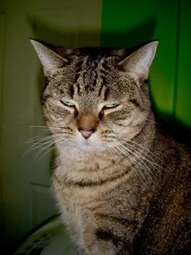 Cat with a thoughtful look Stock Photos