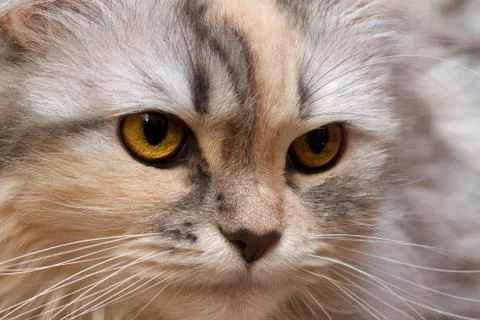 Cat three-color close-up Photos