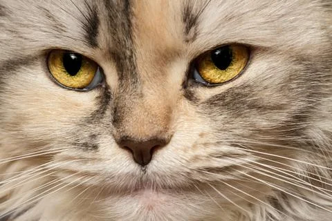 Cat three-color close-up Fotos Stock