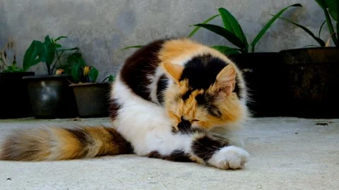 Cat with three color patterns is licking its body Stock Footage 282340733