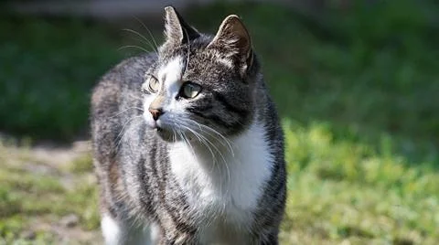 Cat of three colors Stock Photos